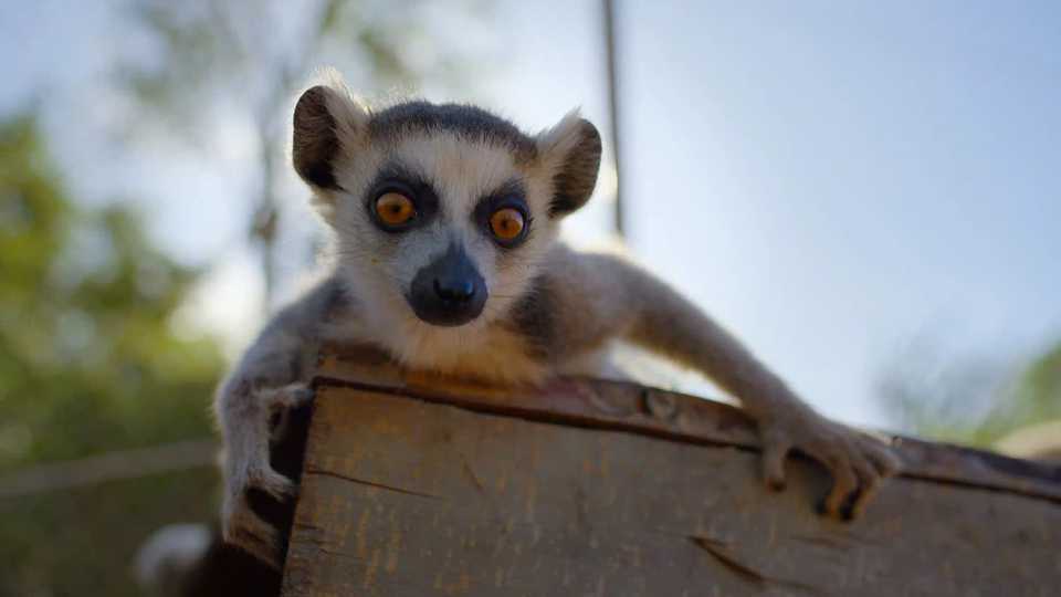 Born to be Wild Season 1 - A Lemur Pup