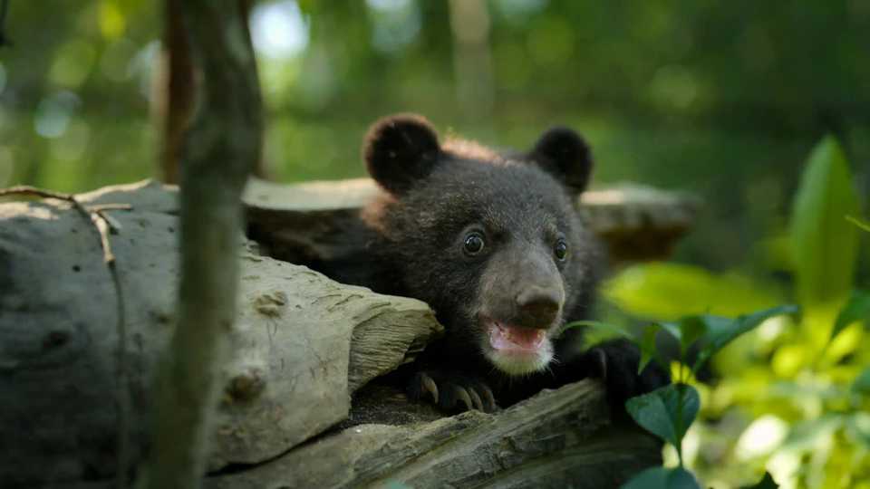 Born to be Wild Season 1 - A Moon Bear Cub