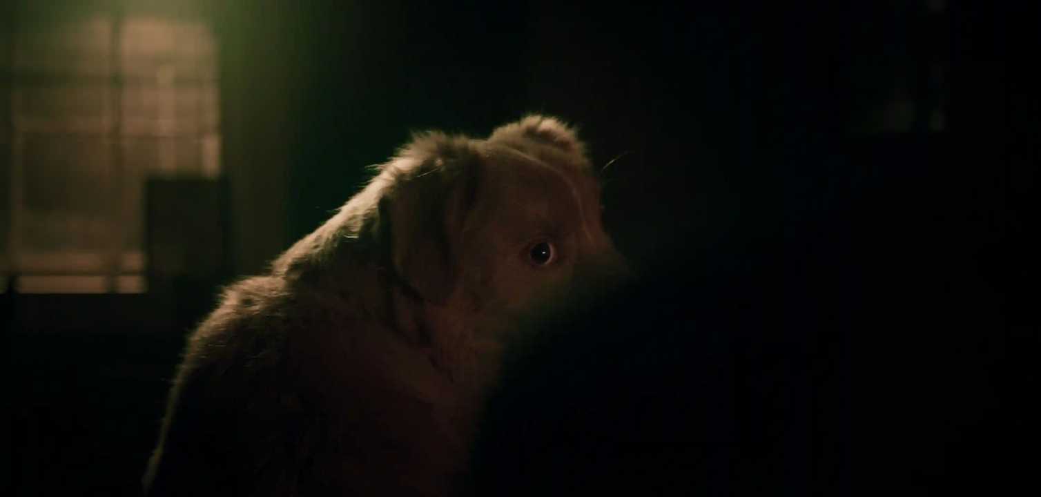 Good Boy - Indy in the Shadows