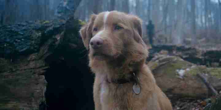 Good Boy - Indy in the Woods