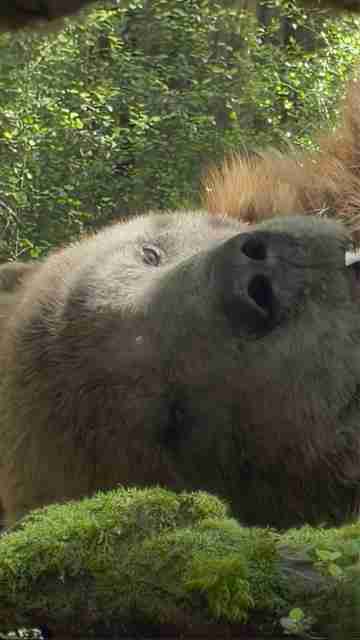 Prehistoric Planet Ice Age - Bear Clip