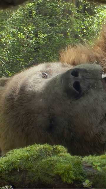 Prehistoric Planet Ice Age - Bear Clip