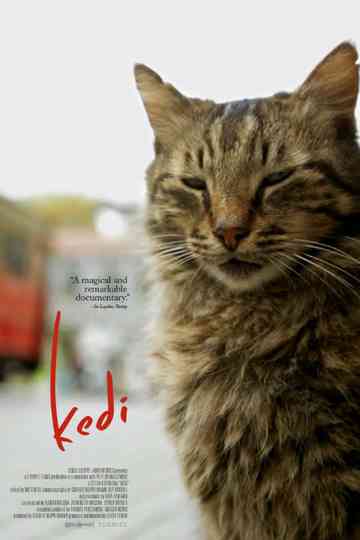 Kedi