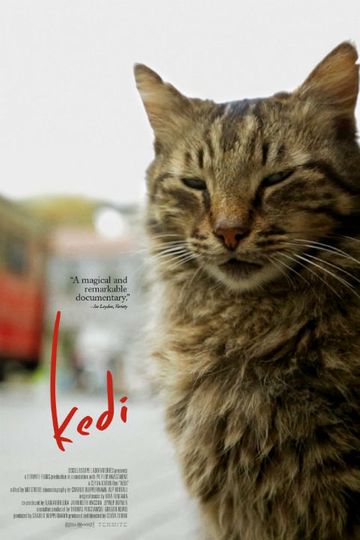 Kedi