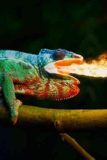 Dolby Atmos and Dolby Vision Demo Chameleon