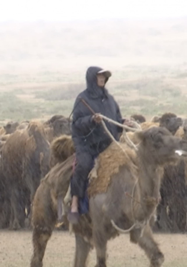 The Disappearing Camel Caravan