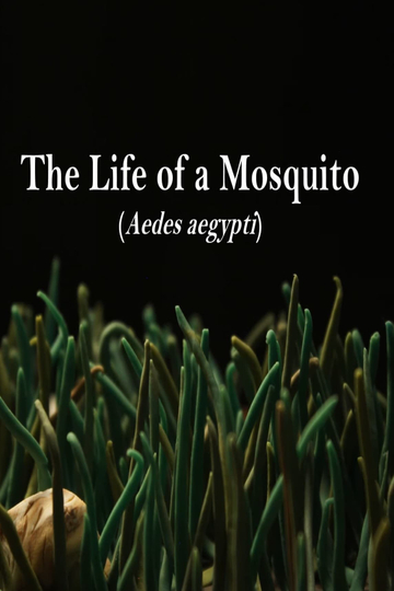 The Life of a Mosquito