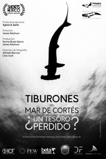 Tiburones Del Mar De Cortés: ¿Un Tesoro Perdido?