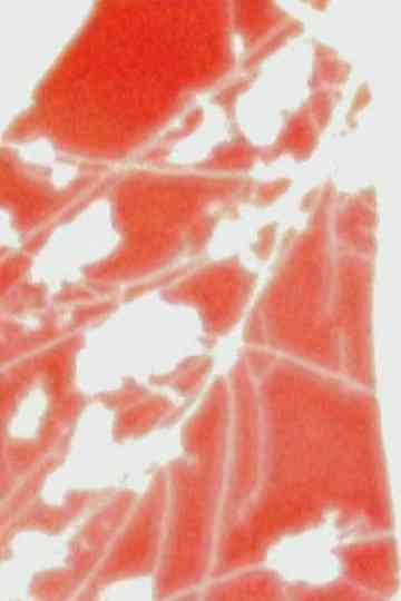 4 dreams, 4 gardens Poster