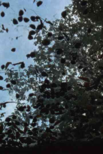 Blätter auf dem Glasdach Poster