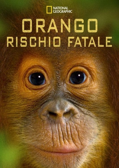 Orango rischio fatale Poster