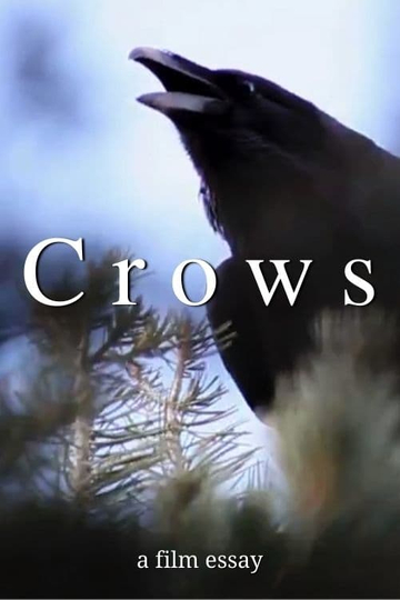 Crows - A film essay