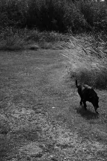 Black Dog