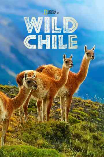 Wild Chile poster
