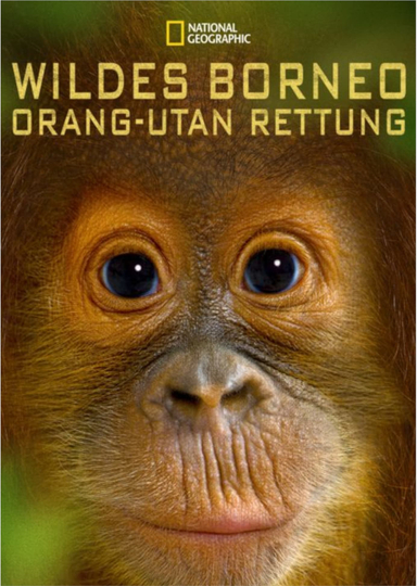 Orangutan Rescue  Back to the wild Poster