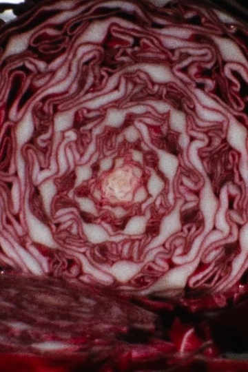 Cabbage