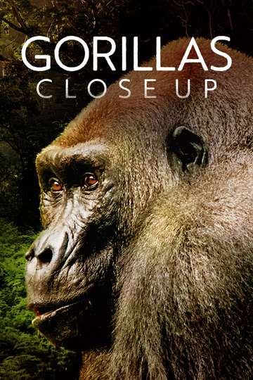 Gorillas Close Up Poster