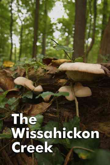 The Wissahickon Creek