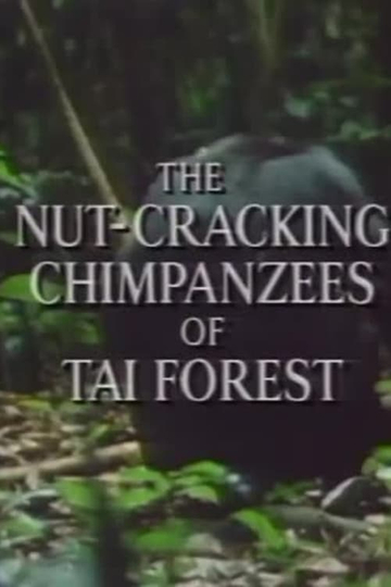 The Nut Cracking Chimpanzees of Taï Forest