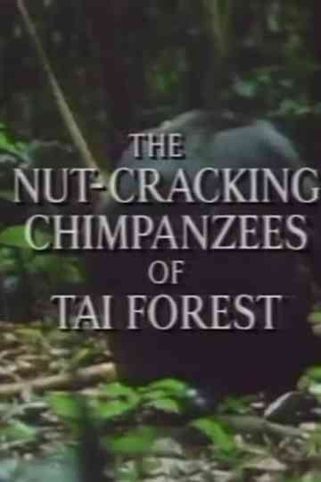 The Nut Cracking Chimpanzees of Taï Forest
