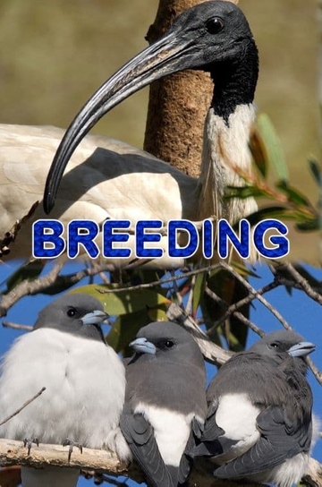 Breeding