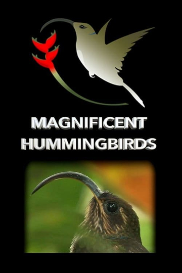 Magnificent Hummingbirds