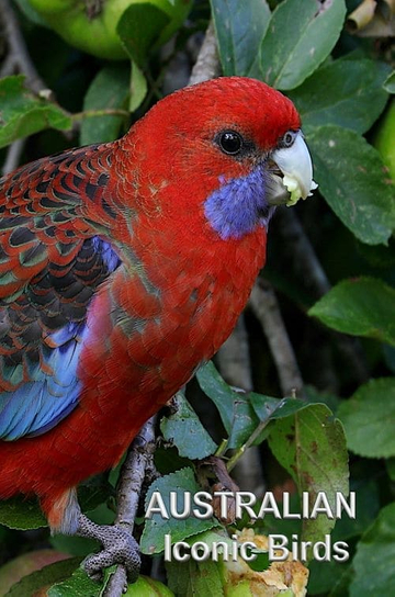 Australian Iconic Birds