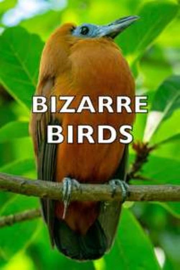 Bizarre Birds