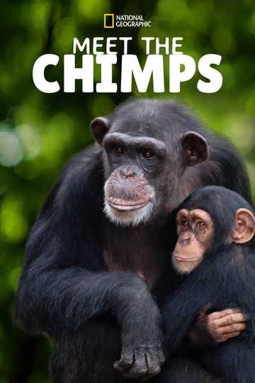 Meet the Chimps