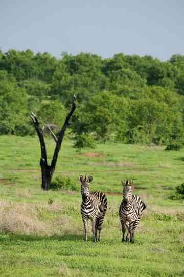 Amazing Wildlife of Botswana Poster