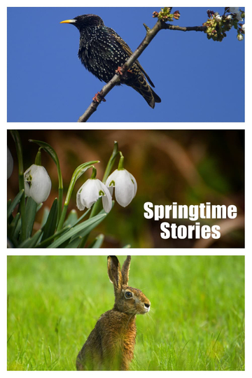 Springtime Stories