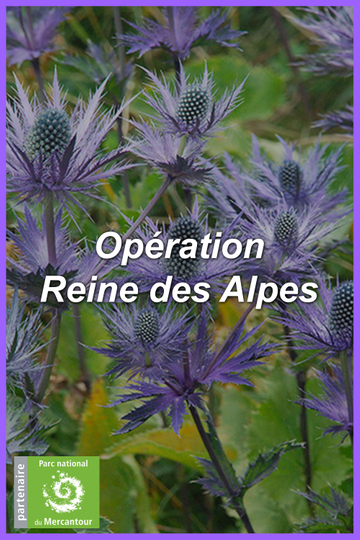 Opération Reine des Alpes Poster