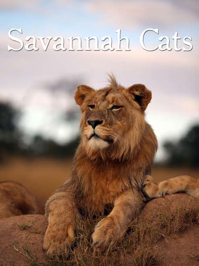 Savannah Cats Poster