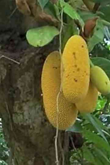 Walking in Ubin Poster