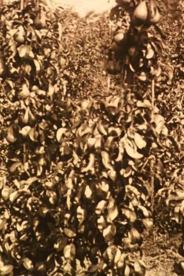 Fruit Harvest in the Netherlands