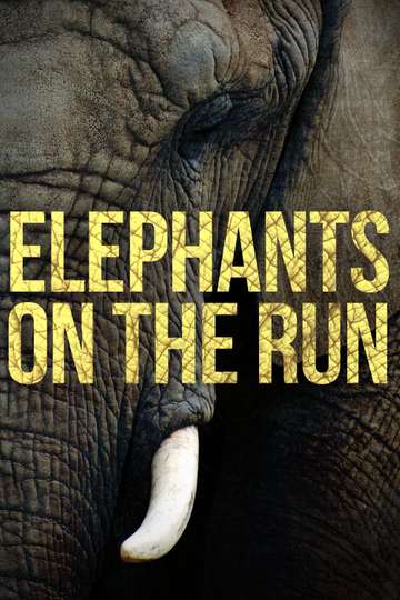 Elephants on the Run - Movie Cast, Reviews, Trailers & Streaming Info ...