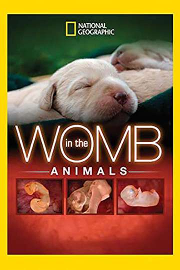 In The Womb Animals Poster