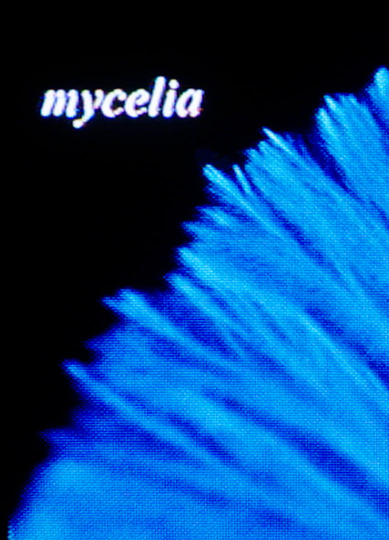 mycelia Poster