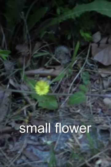 Small Flower