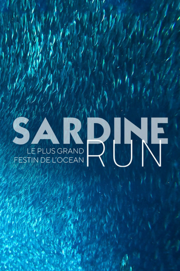 Sardine Run, le plus grand festin de l'océan