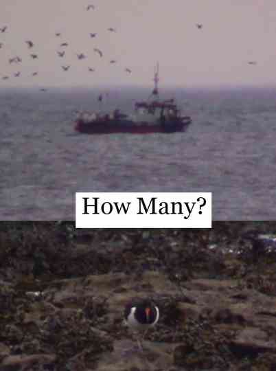 How Many?