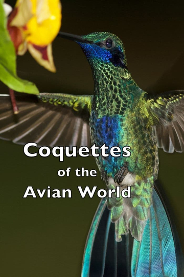 Coquettes of the Avian World