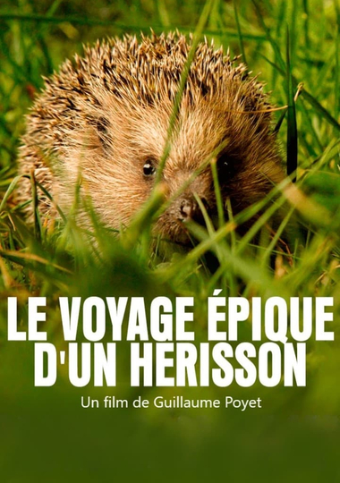 Le voyage épique d'un hérisson