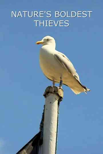 Nature's Boldest Thieves