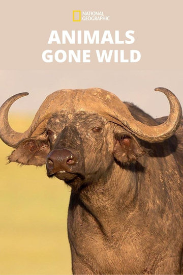 Animals Gone Wild