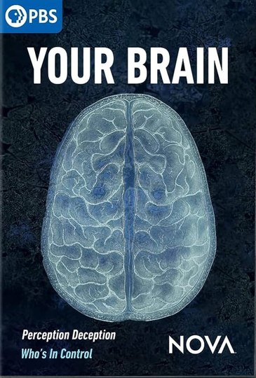 Your Brain