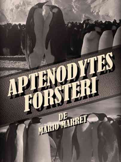 Aptenodytes Forsteri Poster