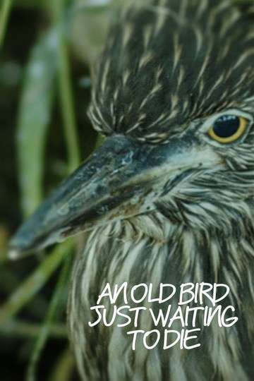 An Old Bird Just Waiting To Die Poster