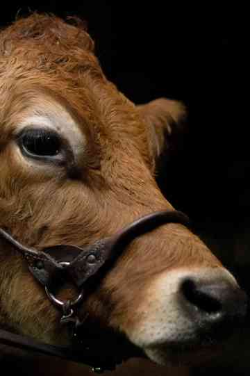 A Feeling of Home: The Making of First Cow
