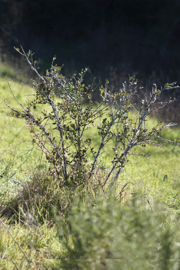 Shrub Oak